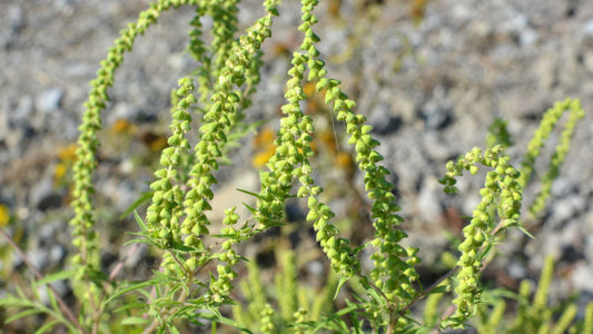 Kalendar cvetanja - Šta prvo cveta, a kada kreću alergije?