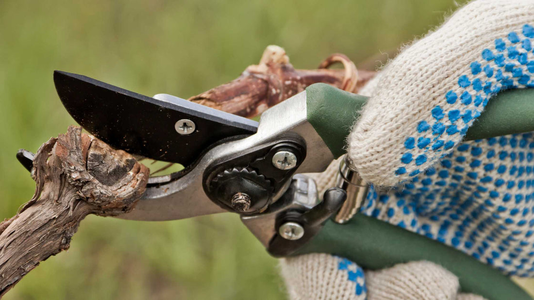 Orezivanje vinove loze u proleće - Kako i koje makaze da koristite?