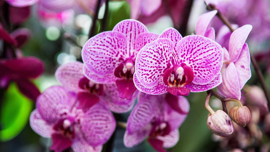 Zalivanje orhideje - Detaljan vodič za bujne cvetove