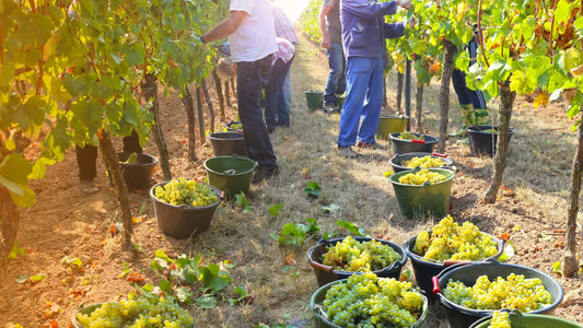 Berba grožđa u Srbiji 2025 – Kada počinje i kako izgleda put od vinograda do stola