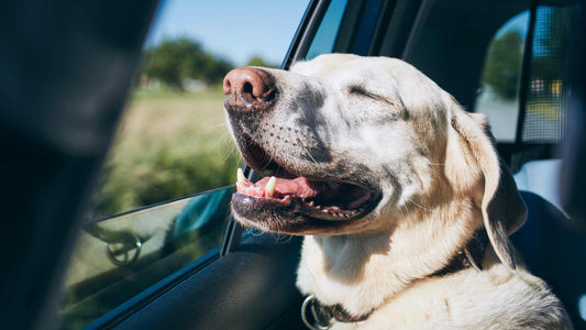 Bezbednost pasa u kolima - Šta treba da znate kada prevozite ljubimce kolima?