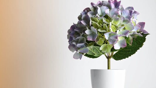 Biljke za malu terasu koje su lake za održavanje