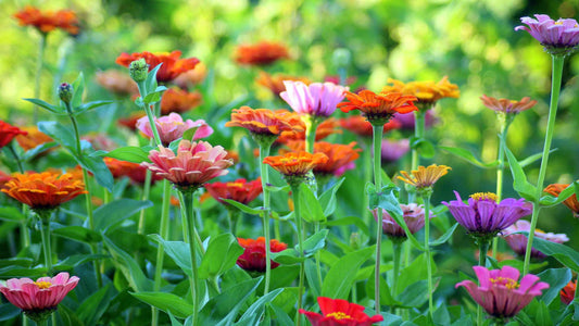 Biljke za uređenje dvorišta - Šta se najbolje uklapa?
