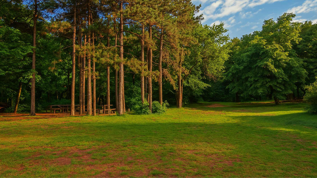 Šta treba da ponesete kada idete na izlet u šumu?