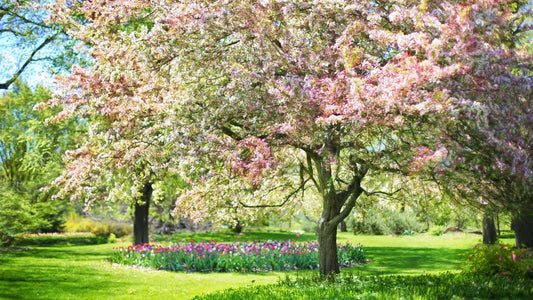 Kada počinje proleće 2025. i šta uvek prvo cveta?