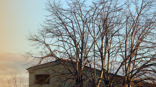 Koje drvo zbog korena nikako ne treba da sadite pored kuće?