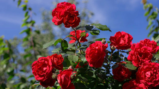 Uređenje dvorišta i sadnja ruža - Stiže proleće