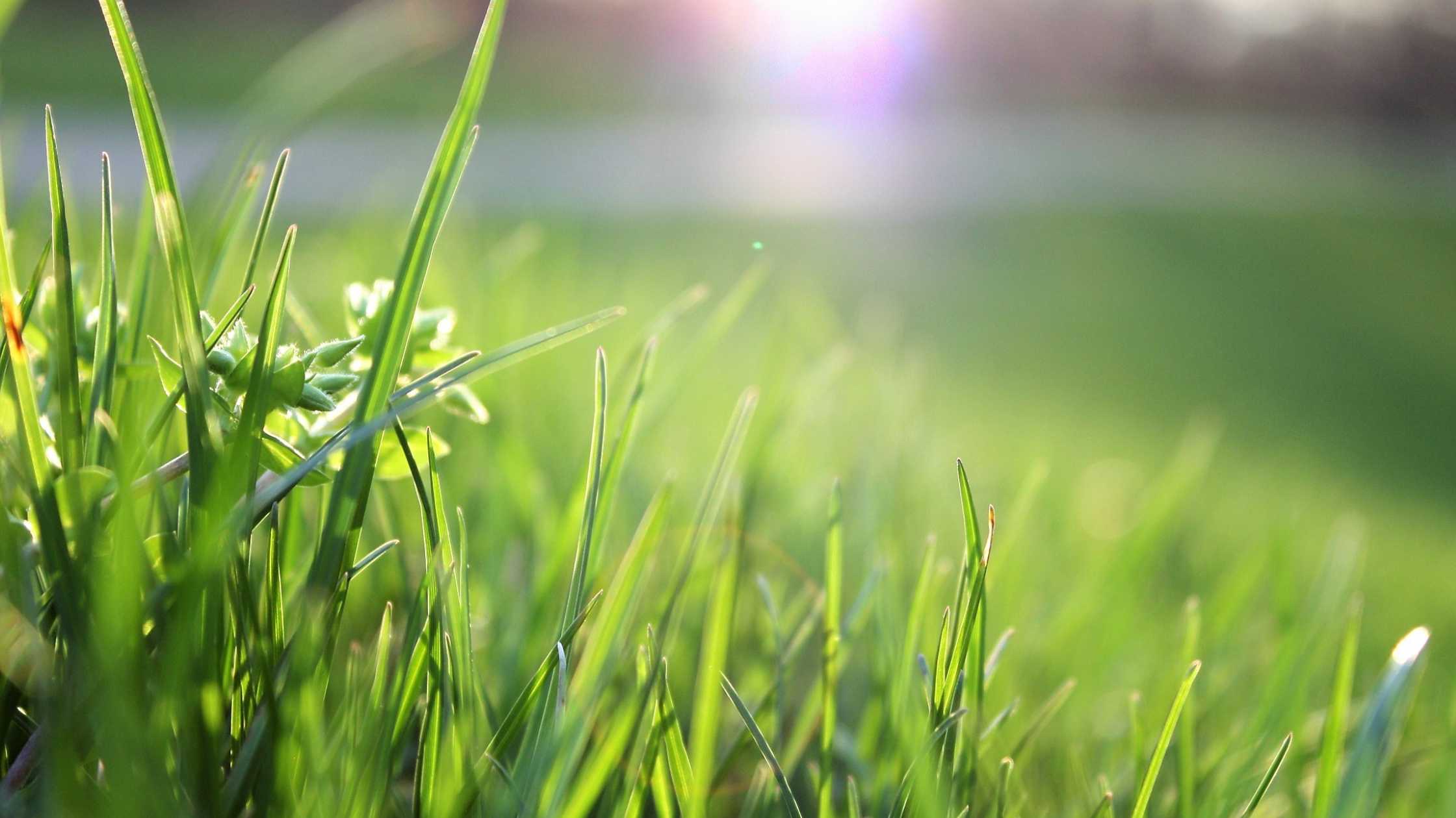 Vodič za košenje i održavanje travnjaka - Da li zavisi od tipa trave?
