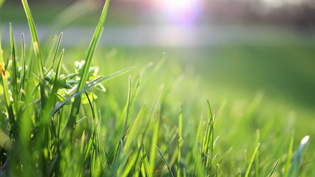 Vodič za košenje i održavanje travnjaka - Da li zavisi od tipa trave?