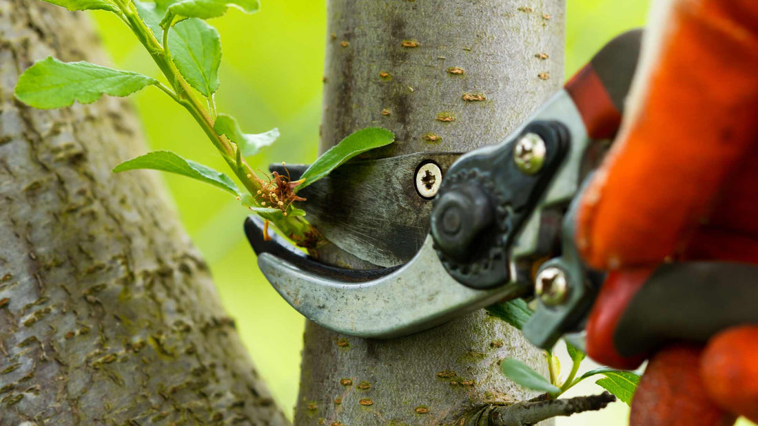 Kada se orezuje voće [TABELA] i kako da to brzo uradite?