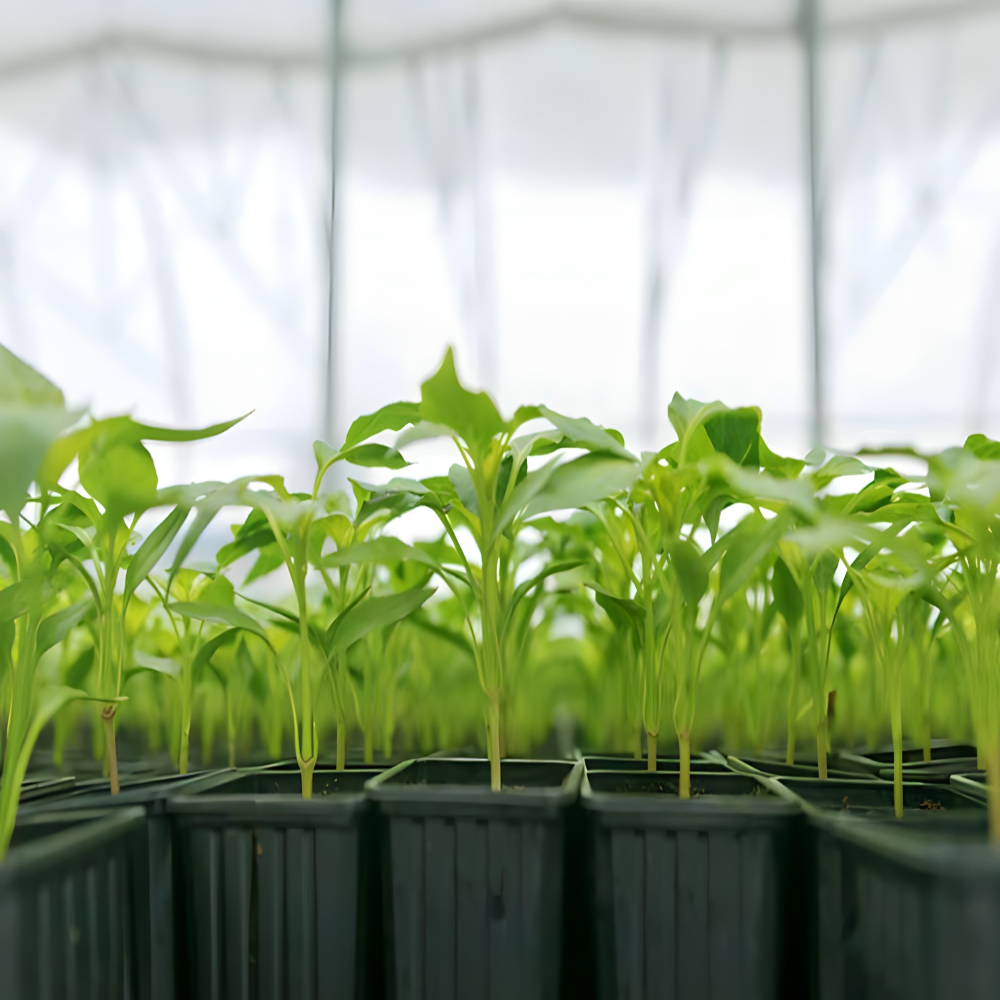 Kada započeti prolećnu setvu – ključni radovi po mesecima