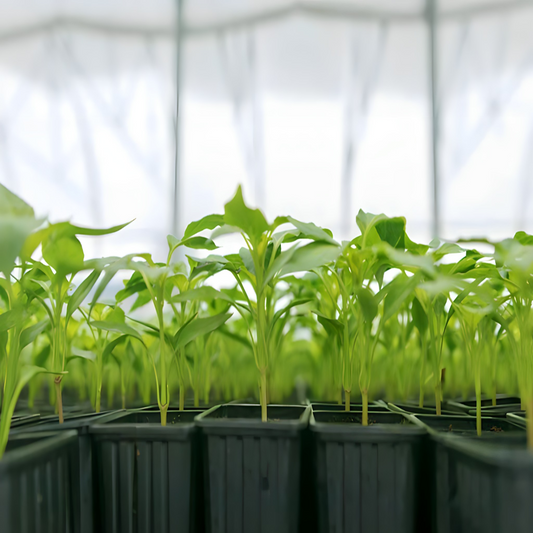 Kada započeti prolećnu setvu – ključni radovi po mesecima