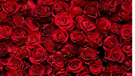 Prolećno orezivanje ruža - Vodič do idealnih cvetova